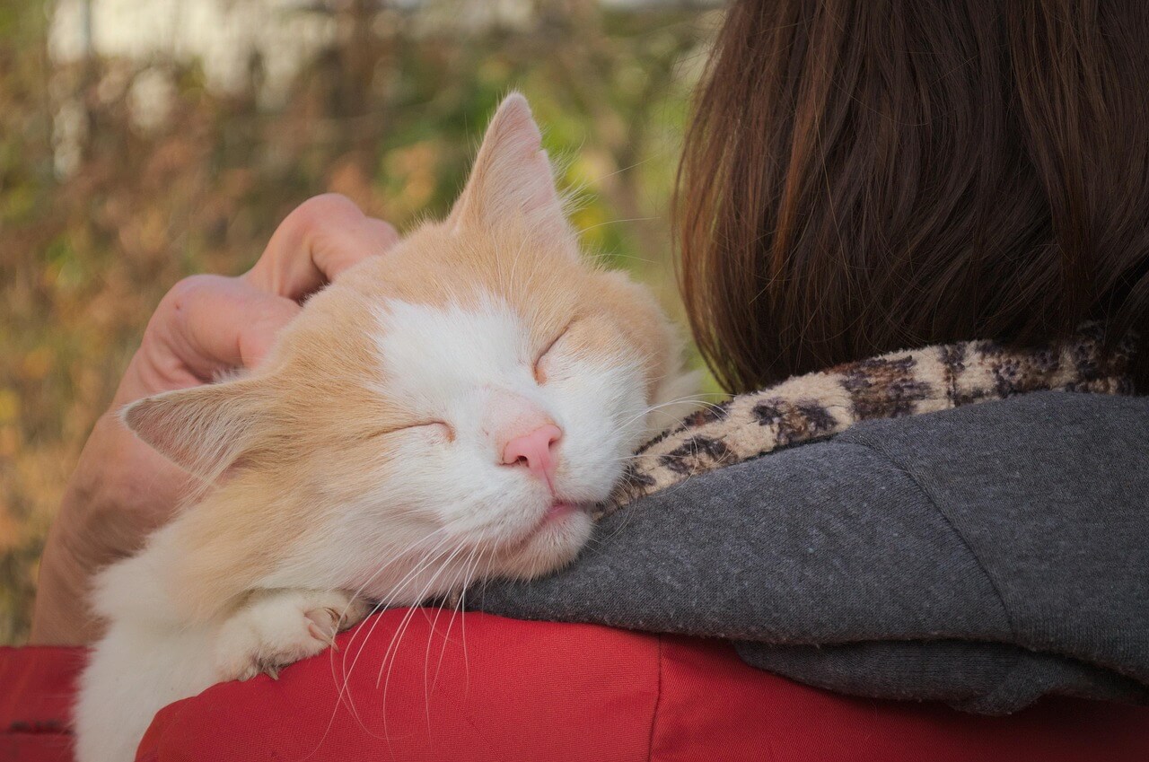 cute, animals, cat, animal, portrait, favourite, mistress, affection, embrace, attachment, nature, home, favourite, pet, favourite, embrace, attachment, attachment, attachment, attachment, attachment